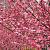 Prunus triloba Pot 7,5 Liter Laagstam