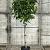 Liquidambar s. 'Gum Ball' Pot 12 liter Stam 100 cm