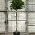 Liquidambar s. 'Gum Ball' Pot 10 liter Stam 120 cm
