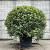 Photinia fraseri 'Red Robin' Bolvorm 125-150 cm
