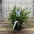 Ceanothus thyrsiflorus repens Pot 5 Liter 