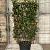 Photinia fraseri 'Red Robin' Scherm 70x110 (BxH)