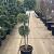 Ligustrum delavayanum Pot 30 Liter 150 - 175 cm Pon-Ponvorm