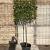 Photinia fraseri 'Red Robin' Stam 130 cm Leivorm 120x100 (BxH)  ijzer frame