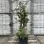 Abelia grandiflora Pot 18 liter 