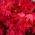 Acer pal. 'Deshojo' Pot 7,5 Liter 100 - 125 cm