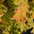Acer pal. 'Summer Gold' Pot 20 Liter 125 - 150 cm
