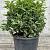 Prunus l. 'Angustifolia' Bolvorm 40-50 cm