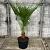 Chamaerops humilis Pot 15 liter 