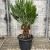 Chamaerops humilis 'Vulcano' Pot 30 Liter 