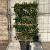 Prunus l. 'Angustifolia' Scherm 70x110 (BxH)