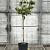 Cornus fl. Cherokee Daybreak Pot 18 liter Halfstam
