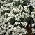 Gypsophila repens 'Alba' Pot 9 cm