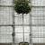 Elaeagnus ebb. 'Compacta' Pot 25 Liter stam 150 cm