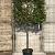 Elaeagnus ebb. 'Compacta' Stam 100 cm Leivorm 120x100 (BxH)  ijzer frame