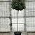 Elaeagnus ebb. 'Compacta' Pot 50 Liter stam 150 cm (Stamomtrek 12-14 cm)