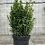 Euonymus jap. 'Green Spire' Pot 7,5 Liter 40 - 50 cm