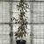 Fagus syl. 'Purple Fountain' Pot 50 Liter 200 - 250 cm