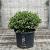 Ilex crenata 'Convexa' Bolvorm 40-50 cm