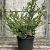 Ilex crenata 'Convexa' Pot 15 liter 60 - 80 cm