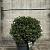 Ilex crenata 'Green Glory' Pot 12 liter 40 - 50 cm Bolvorm