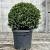 Ilex crenata 'Stokes' Pot 10 liter Bolvorm 30-40 cm