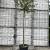 Lagerstroemia indica Hoogstam (Stamomtrek 12-14 cm)