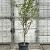 Lagerstroemia indica Pot 25 Liter 150 - 175 cm