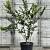 Lagerstroemia 'Sioux' Pot 35 Liter 125 - 150 cm