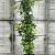 Liquidambar styraciflua Pot 10 liter 100 - 125 cm
