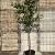 Prunus l. 'Novita' stam 150 cm Leivorm