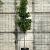 Liquidambar s. 'SlenderSilhouette' Pot 50 Liter Halfstam
