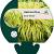 Hakonechloa macra 'Aureola' Pot 9 cm