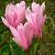 Magnolia 'Heaven Scent' Pot 7,5 Liter 60 - 80 cm