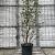 Magnolia soulangeana Pot 70 Liter 200 - 250 cm
