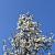 Magnolia soul. 'Superba' Pot 10 liter