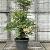 Nandina domestica Pot 45 Liter 125 - 150 cm