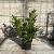Prunus l. 'Otto Luyken' Pot 7,5 Liter 