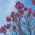 Paulownia tomentosa Hoogstam (Stamomtrek 10-12 cm)