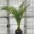Phoenix canariensis Pot 50 Liter 