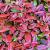 Photinia fraseri 'Carré Rouge' Pot 10 liter