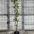 Prunus ser. 'Amanogawa' Pot 15 liter 175 - 200 cm