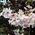 Prunus subh. 'Autumnalis' Hoogstam (Stamomtrek 10-12 cm)