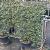 Pyracantha 'Mohave' Scherm 100x125 (BxH)