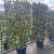 Trachelospermum jasminoides Scherm 130x200 (BxH)