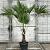 Trachycarpus wagnerianus Pot 15 liter 