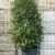 Quercus ilex Pot 230 Liter 200 - 250 cm