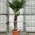 Trachycarpus wagnerianus Pot 70 Liter Stam 80 cm
