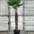 Trachycarpus wagnerianus Pot 70 Liter Stam 110 cm