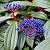 Viburnum davidii Pot 10 liter